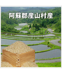阿蘇産山村産 棚田こしひかり